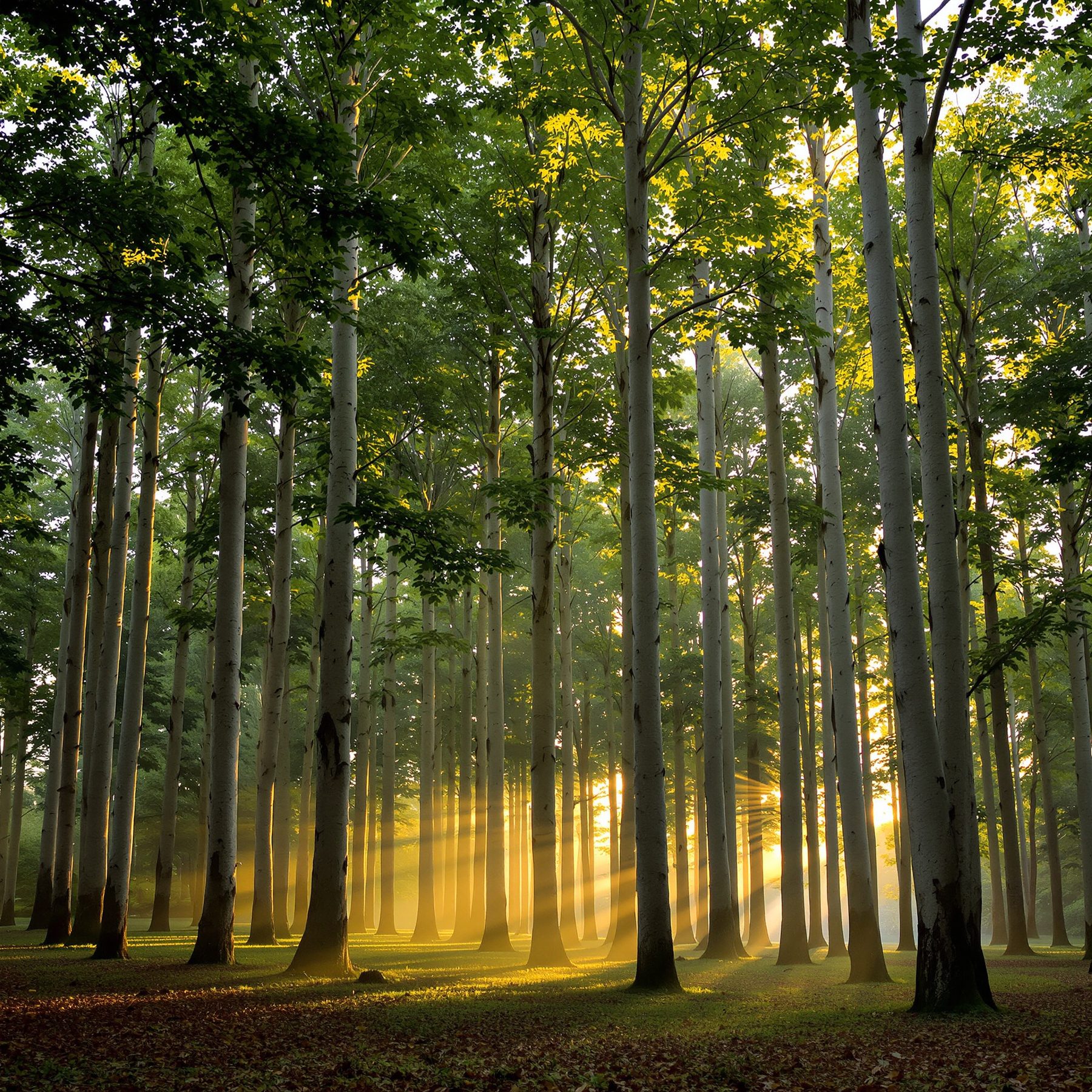 Sunlit woodland of tall, pale trees